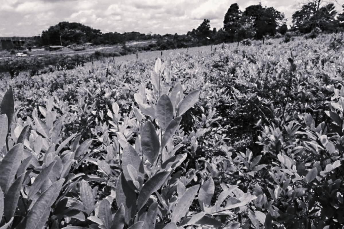 EL CULTIVO ILÍCITO EN EL PAÍS